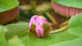 Giant Amazon water lily, Victoria amazonica, budding pink flower
